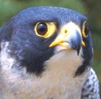 Worried Bird.jpg