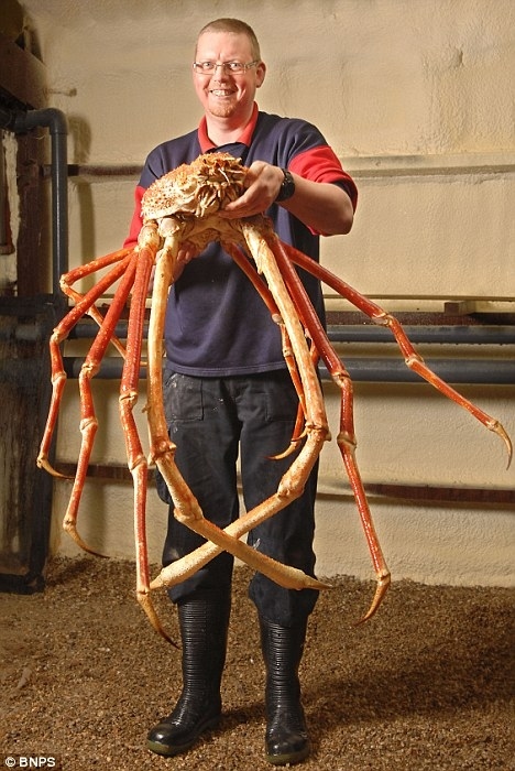 Crabzilla