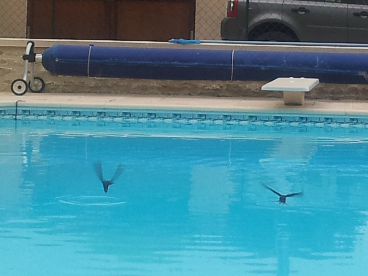 by the end there were about 30 swifts dive bombing the pool!