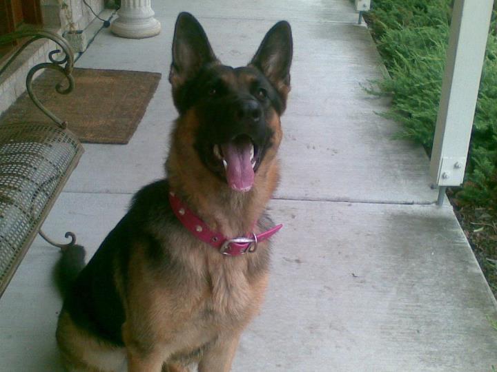 That's my grandfather's german shepherd bella