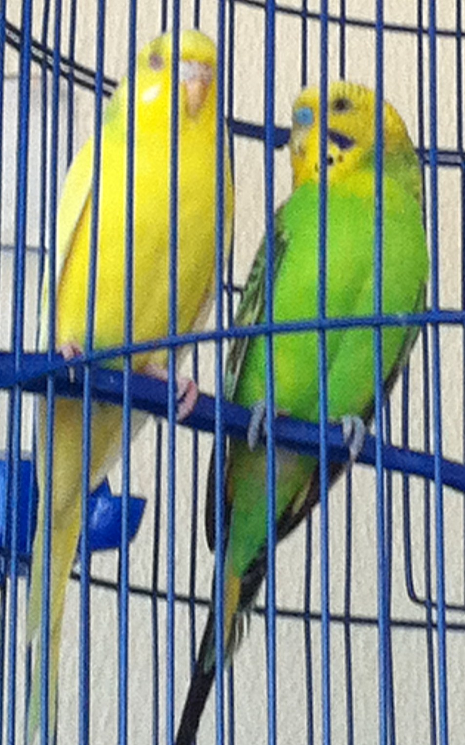 ma love birds &lt;3