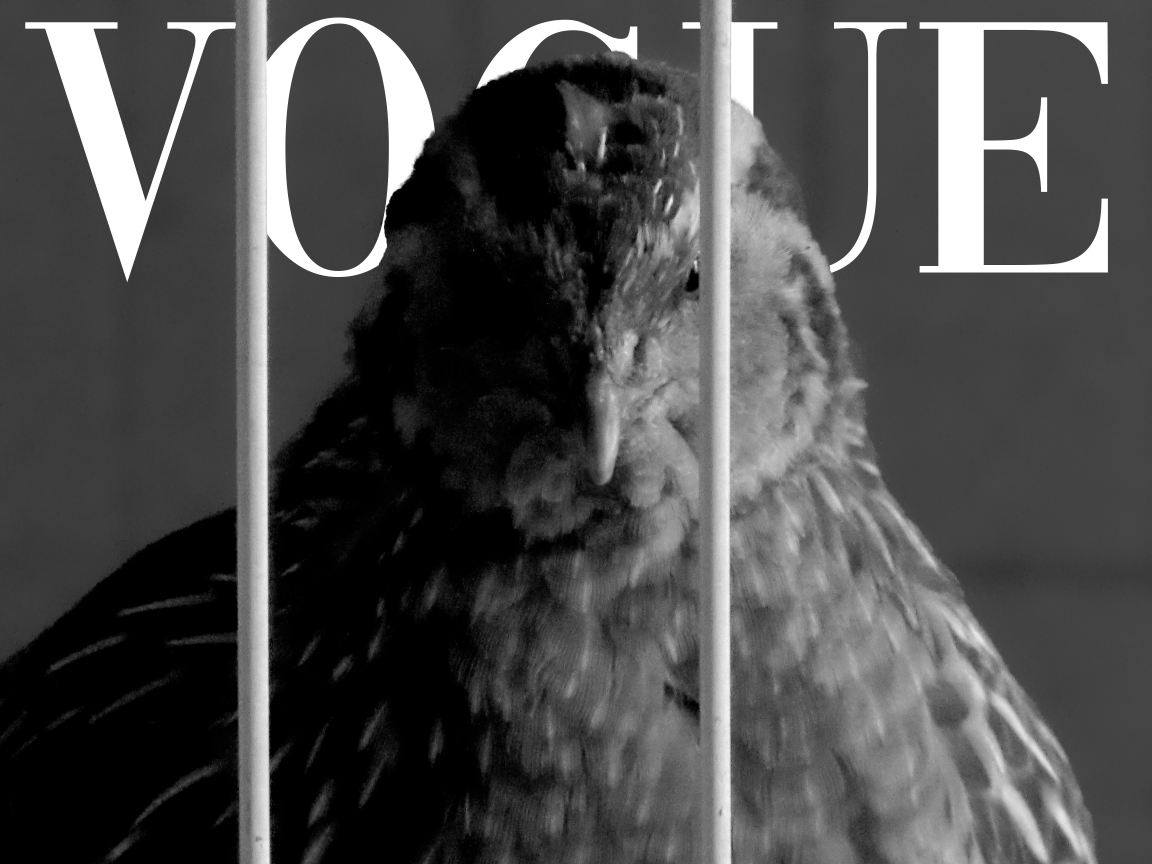 My pet quail Nugget as a Vogue model