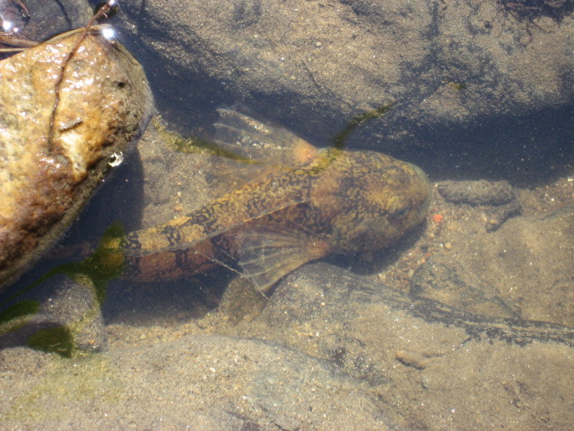At the side of the camp there was a small river, were we found this funky fish!