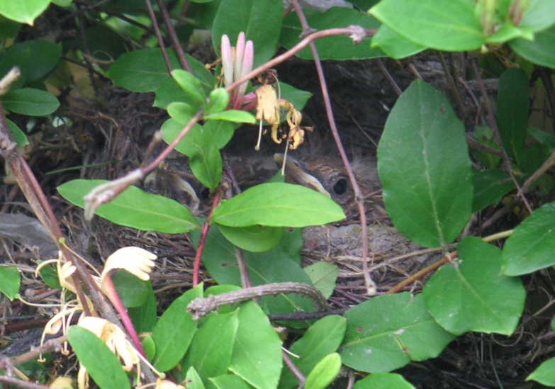 Birdeys in my garden. :3