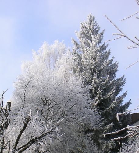 View from my window (heavily cut) after it was so cold that the moisture in the air froze on the trees.